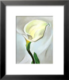 Calla Lily Turned Away  1923