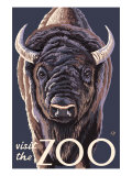 Visit the Zoo  Bison Up Close