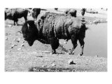 Montana  View of a Bison on a Bison Range near Missoula