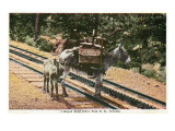 Pikes Peak  Colorado  View of a Mule that Helped Build the Pikes Peak Railroad