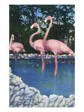 St Petersburg  Florida  View of Pink Flamingos at Florida Wild Animal Ranch