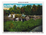 Maine  Lumberjack Hauling Wood with Oxen Team