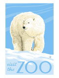 Visit the Zoo  Polar Bear Solo