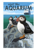 Visit the Aquarium  Pacific Puffins Scene