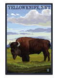 Yellowknife  NW Territories  Canada  Bison Scene