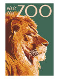 Visit the Zoo  Lion Up Close