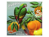 Pomona  California  The Parrot Brand Citrus Label