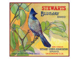San Bernardino  California  Stewarts Bluejay Brand Citrus Label