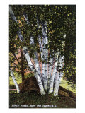 Lake Winnipesaukee  New Hampshire  View of Birch Trees near the Weirs