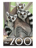 Visit the Zoo  Ring Tailed Lemurs