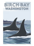 Birch Bay  Washington  Orca Fins
