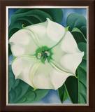 Jimson Weed  1932