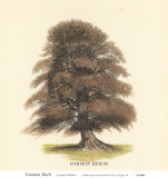 Common Beech