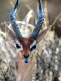 Male Gerenuki with Large Eyes and Curved Horns  Kenya