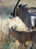 Beisa Oryx and Calf  Kenya