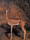 Samburu Gerenuk  Kenya