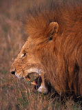 Male Lion  Masai Mara  Kenya
