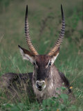 Waterbuck  Kenya