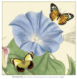 Morning Glory