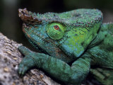 Chameleons in the Analamazaotra National Park  Madagascar