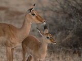 Mother and Young Impala  Kenya