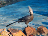 Grey Go-away Bird  Namibia