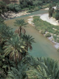 Lush Palms Line the Banks of the Oued (River) Ziz  Morocco