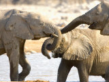 African Elephants at Halali Resort  Namibia