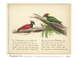 Woodpecker Verse