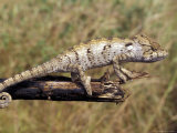 Wild Chameleon  Madagascar