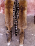 Rare Fox and Exotic Cat Skins in Market  Morocco