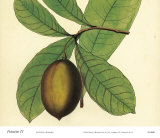 Palmetto IV