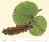 Palmetto II