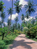 Palm Tree Lined Road of L'Union Estate Plantation  Seychelles