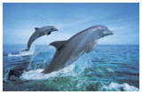Bottlenose Dolphins
