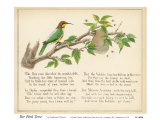 Bee Bird Verse