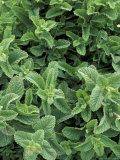 Mint Leaves for Brewing Traditional Tea  Morocco