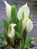 Skunk Cabbage  Mt Hakkoda  Japan