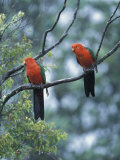 Male Australian King Parrots  Queensland  Australia