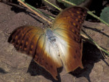 Detail of Butterfly Wings  Gombe National Park  Tanzania