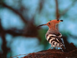 Common Hoopoe in Bandhavgarh National Park  India