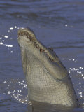 Saltwater Crocodile in Adelaide River  Northern Territory  Australia