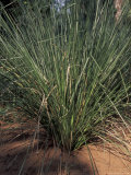 TACARE Nursery Multiplication Plot with Vertiveria Grasses  Tanzania