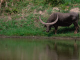 Water Buffalo in Kaziranga National Park  India