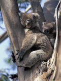 Mother and Baby Koala on Blue Gum  Kangaroo Island  Australia
