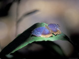Colorful Butterfly Wings  Gombe National Park  Tanzania