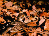 Eurasian Thick-knee in Bandhavgarh National Park  India