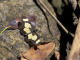 Butterfly  Gombe National Park  Tanzania