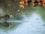 Gray Heron in Bharatpur National Park  Rajasthan  India