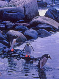 Gentoo Penguin  Antarctica